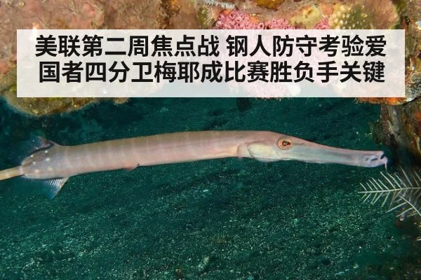 美联第二周焦点战 钢人防守考验爱国者四分卫梅耶成比赛胜负手关键